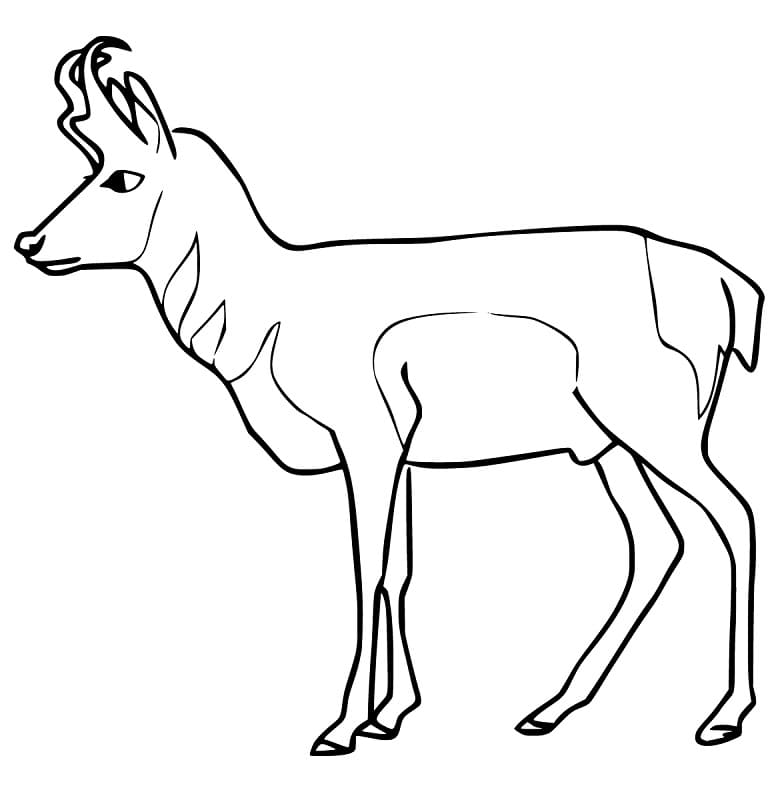 Pronghorn Printable