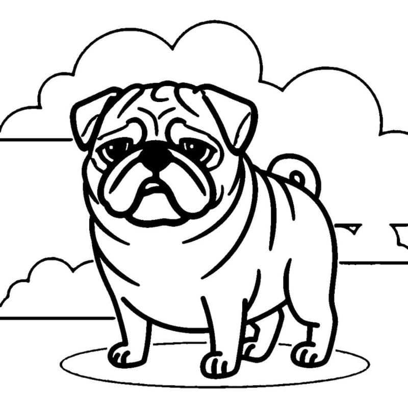 Pug Basic