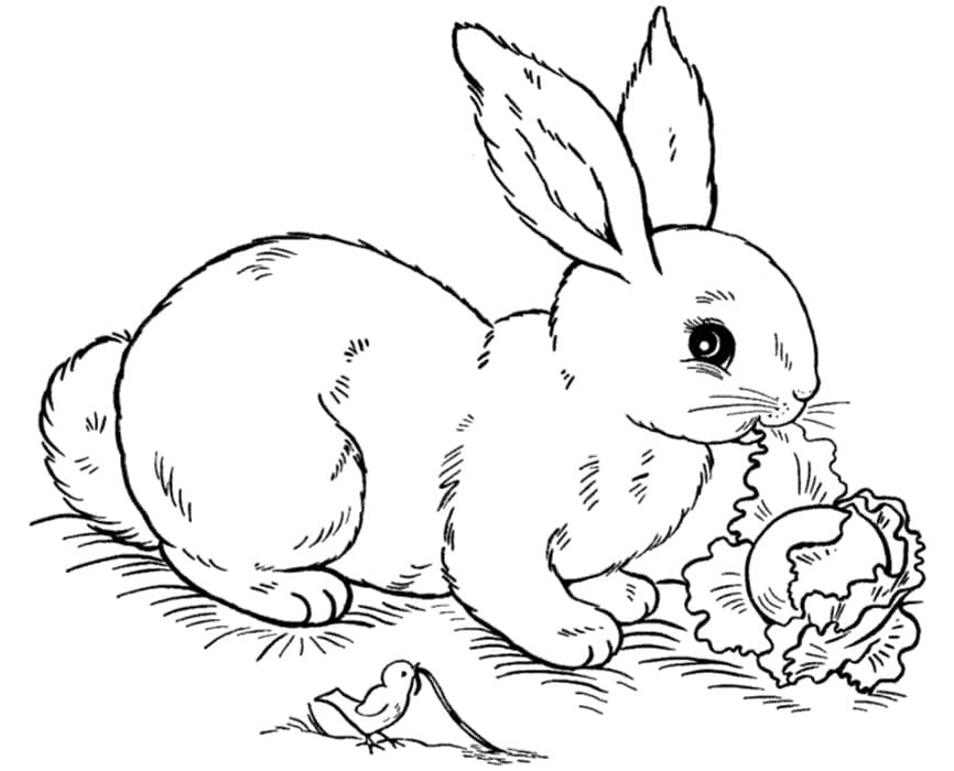 Rabbit Eating Cabbage