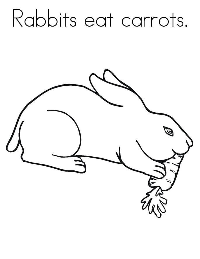 Rabbit Eats Carrot
