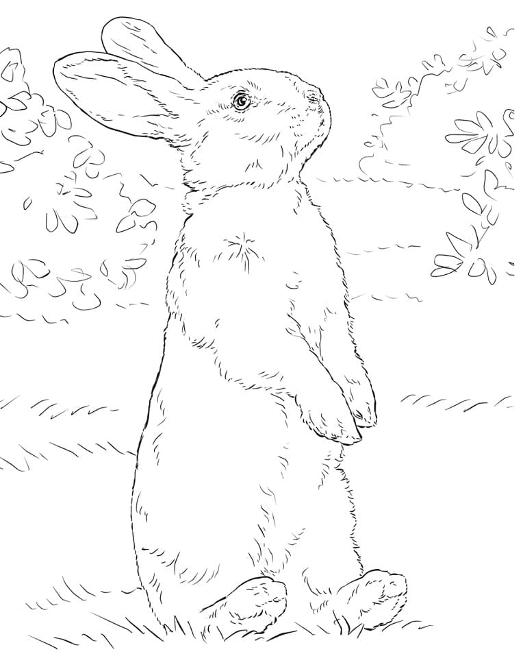Rabbit Standing