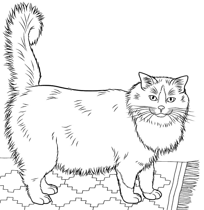 Ragdoll Cat 1 Coloring Game Ragdoll Cat 1