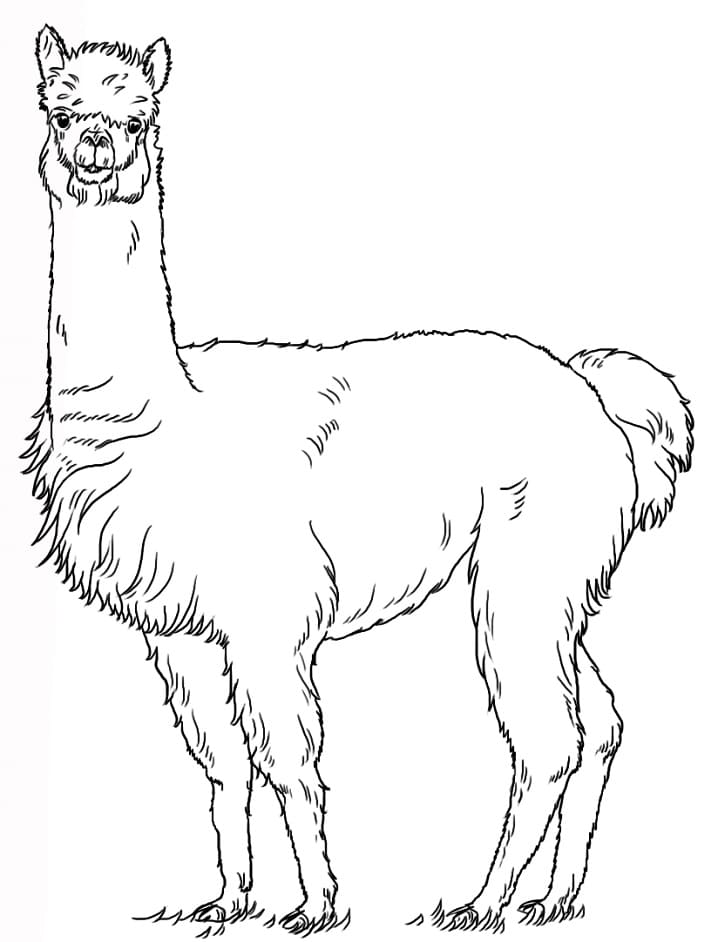 Realistic Alpaca