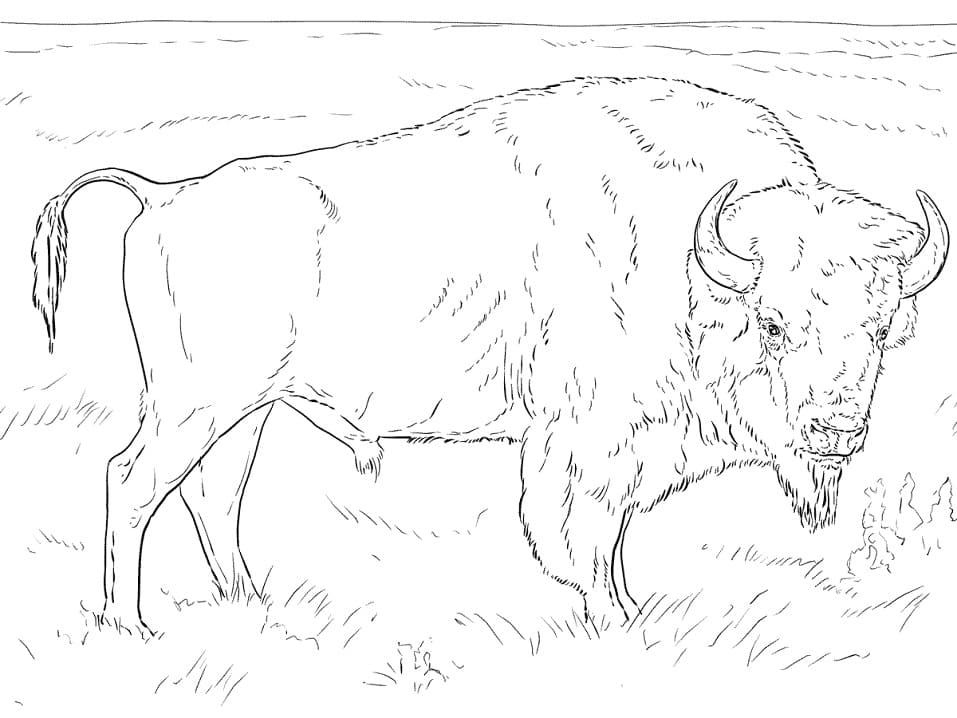 Realistic American Bison Coloring Game Realistic American Bison