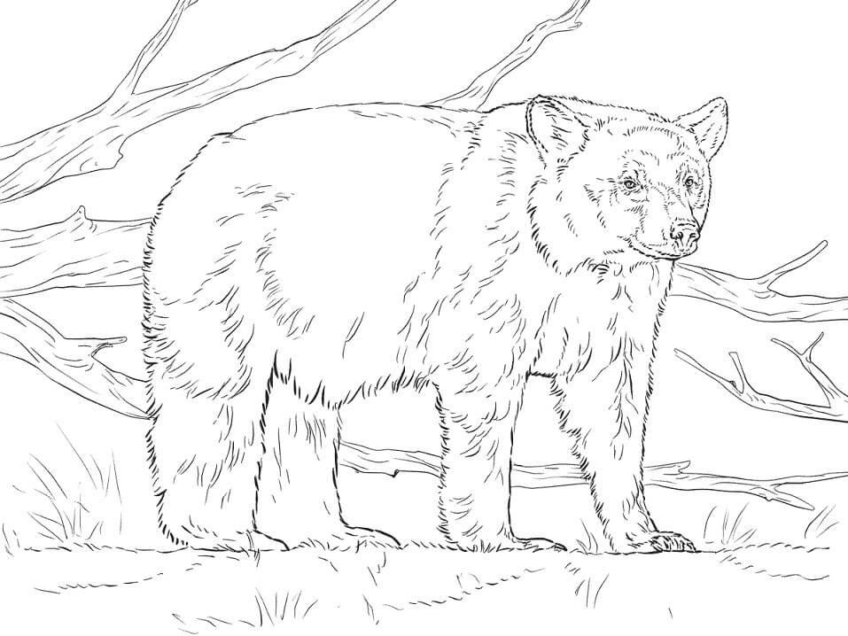 Realistic American Black Bear Coloring Game Realistic American Black Bear