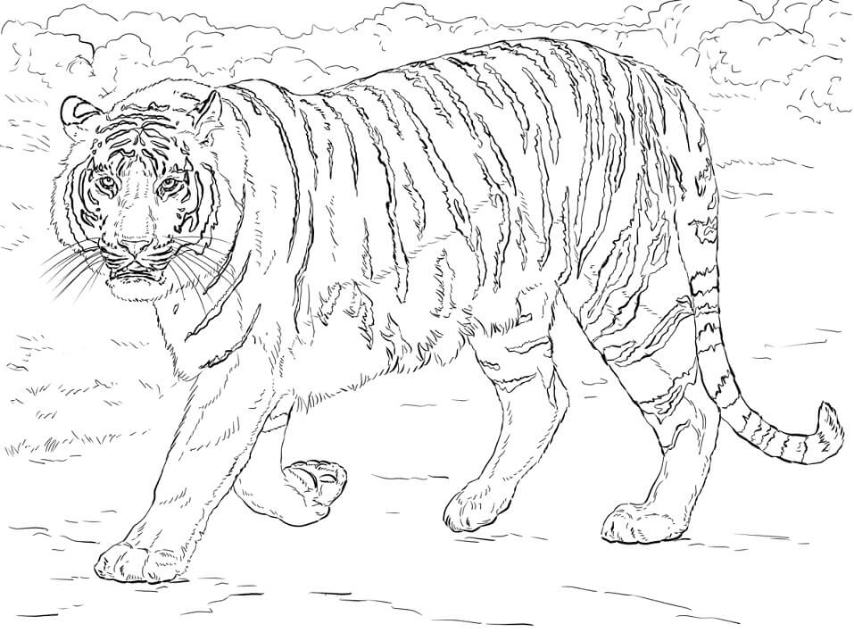 Realistic Bengal Tiger Coloring Game Realistic Bengal Tiger