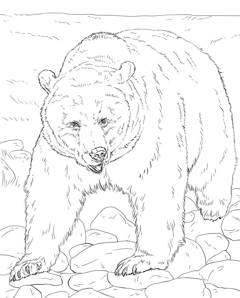 Realistic Brown Bear Coloring Game Realistic Brown Bear