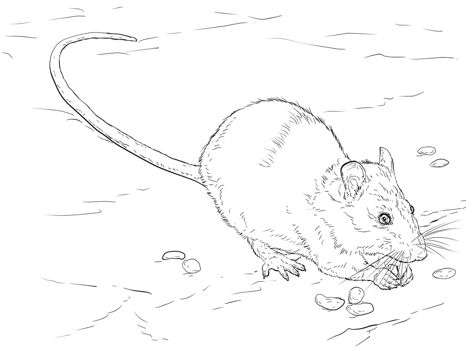 Realistic Brown Rat
