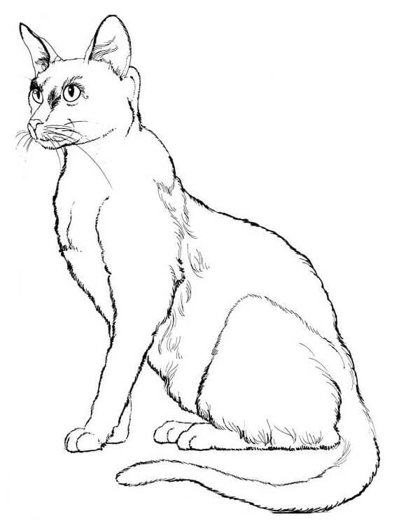 Realistic Cat Coloring Game Realistic Cat