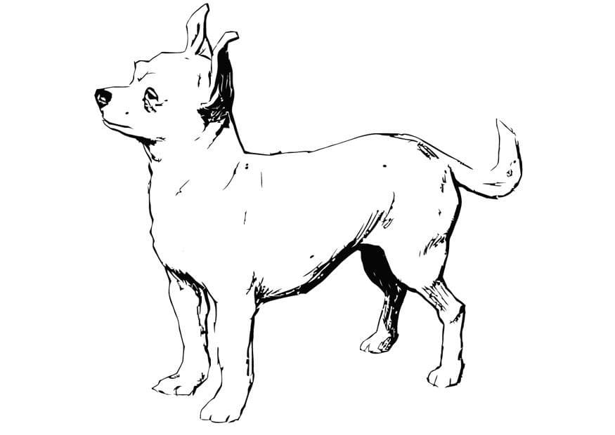 Realistic Chihuahua Coloring Game Realistic Chihuahua
