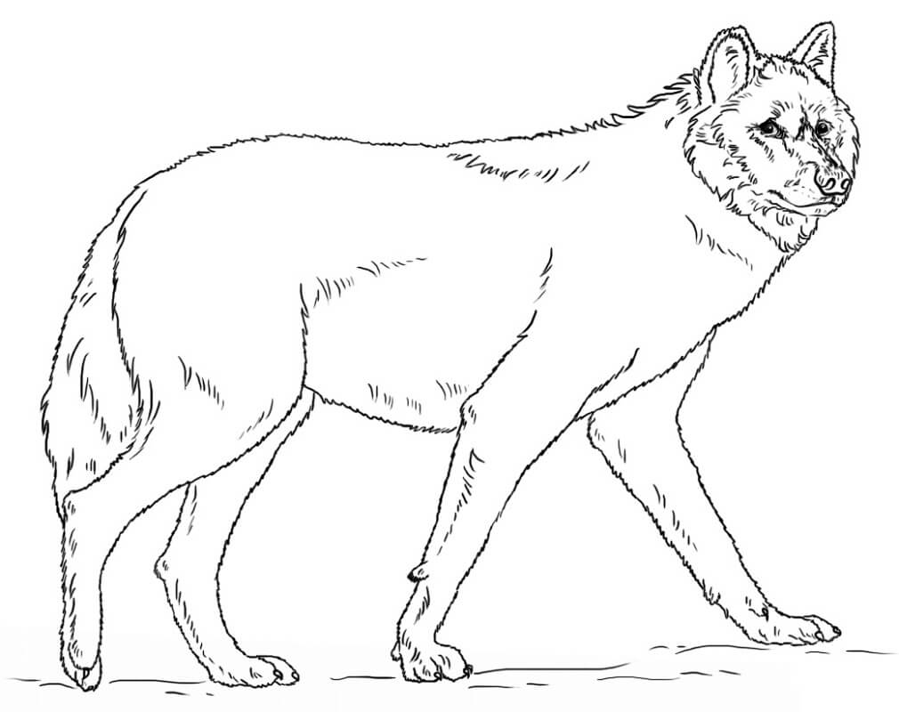 Realistic Grey Wolf Coloring Game Realistic Grey Wolf