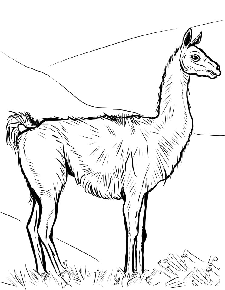 Realistic Guanaco