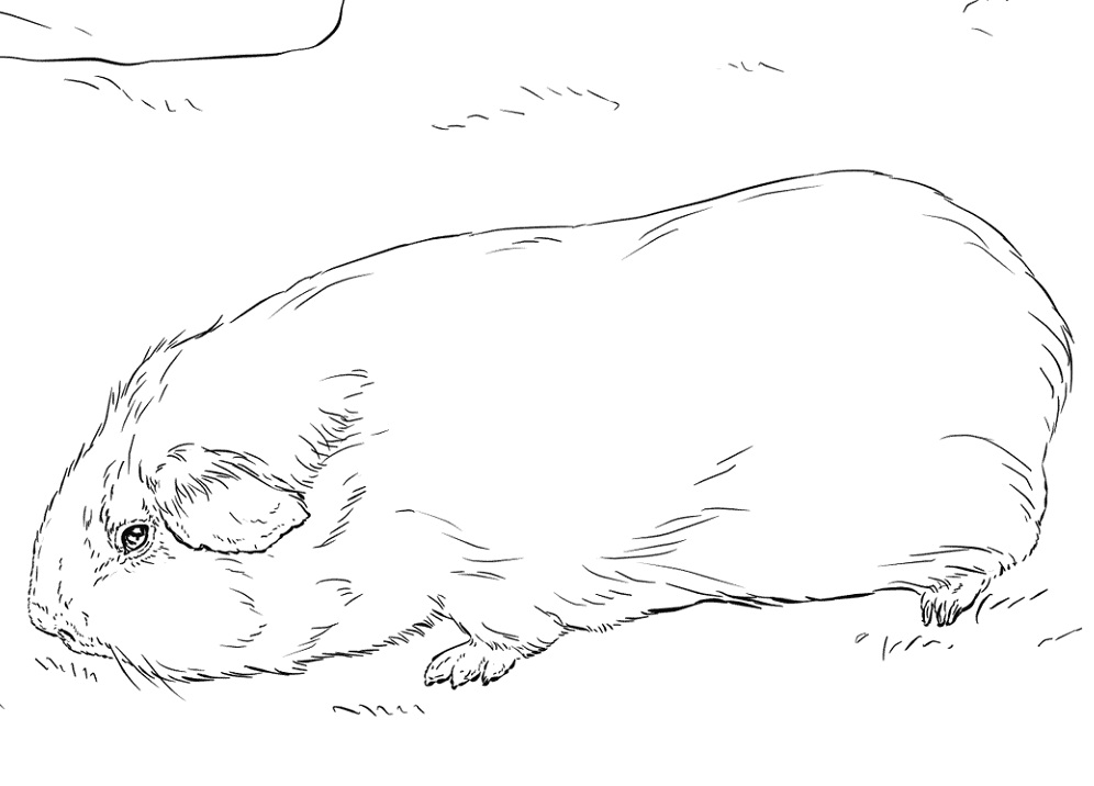 Realistic Guinea Pig