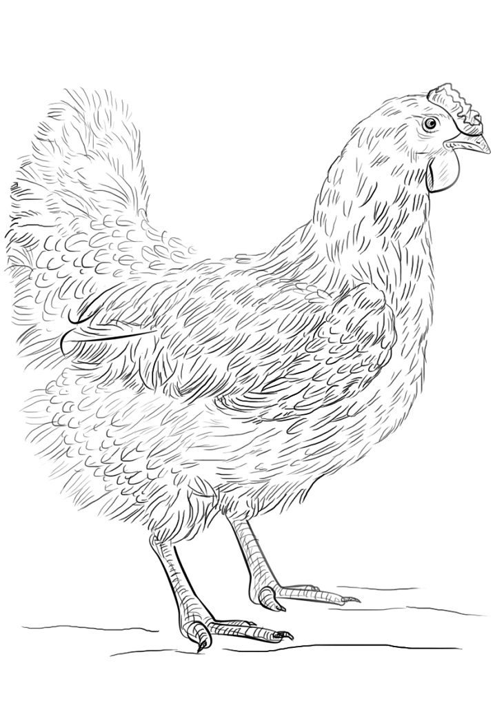Realistic Hen