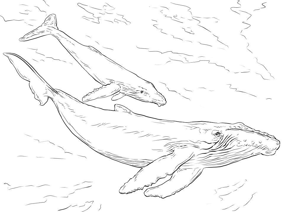 Realistic Humpback Whales