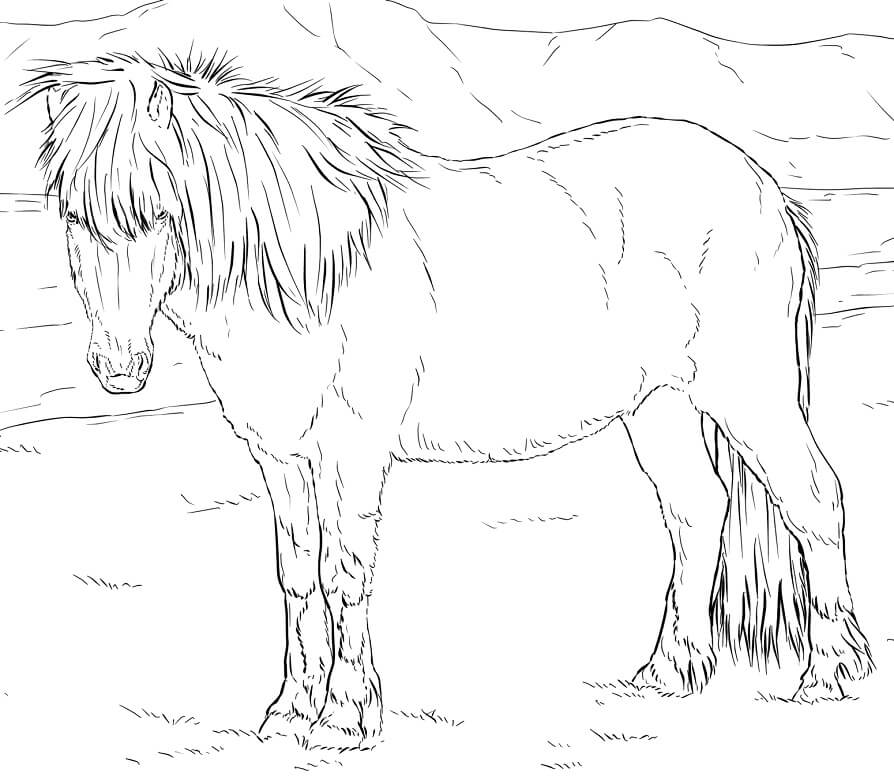 Realistic Icelandic Horse Coloring Game Realistic Icelandic Horse