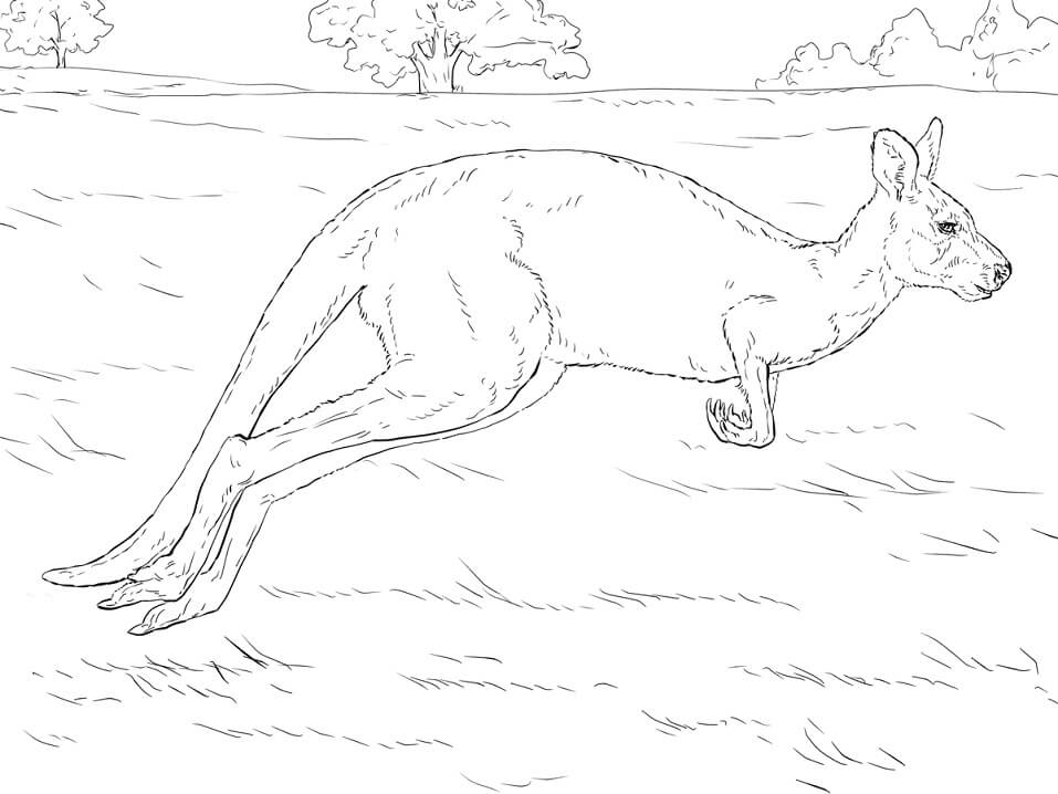 Realistic Kangaroo Coloring Game Realistic Kangaroo