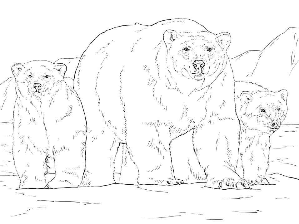 Realistic Polar Bears Coloring Game Realistic Polar Bears