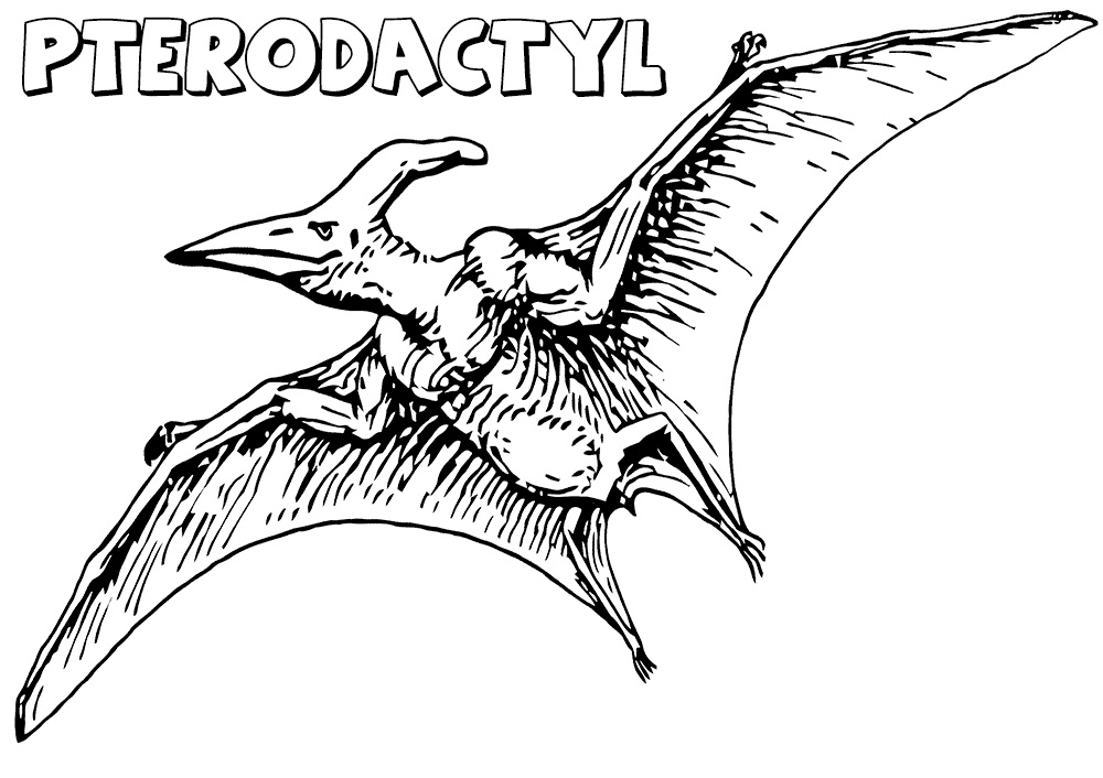 Realistic Pterodactyl Coloring - Play Free Coloring Game Online