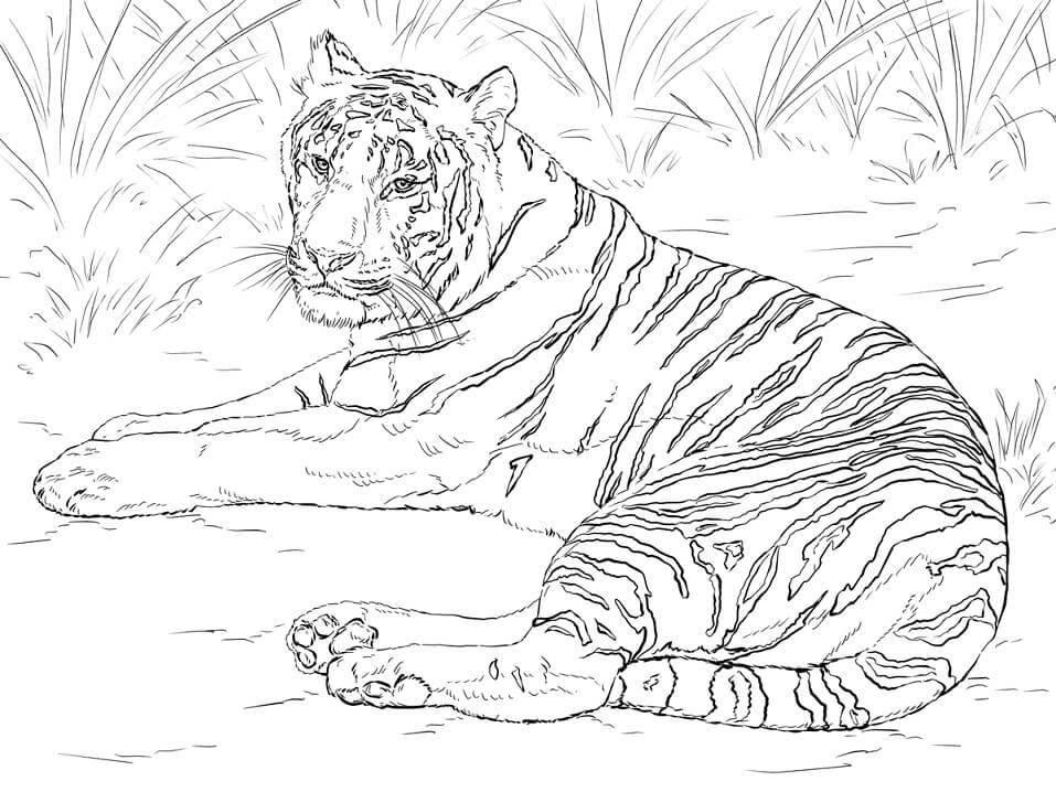 Realistic Siberian Tiger Coloring Game Realistic Siberian Tiger