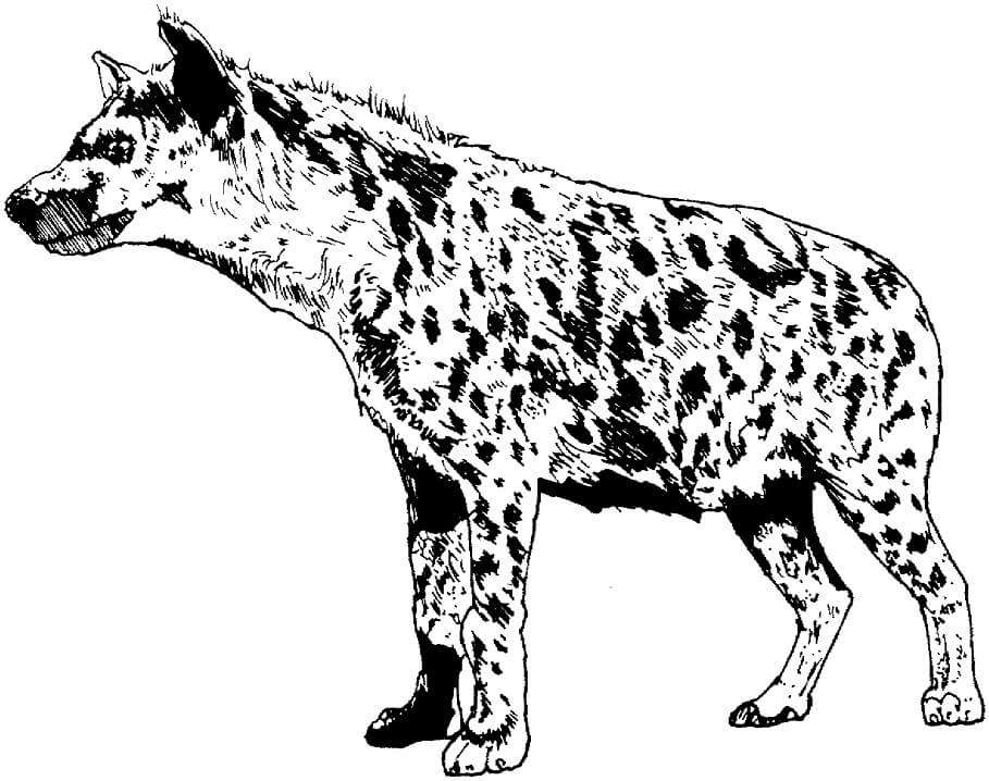 Realistic Spotted Hyena Coloring Game Realistic Spotted Hyena