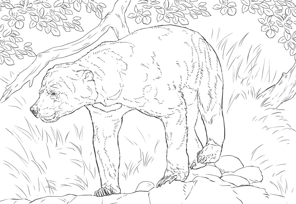 Realistic Sun Bear Coloring Game Realistic Sun Bear