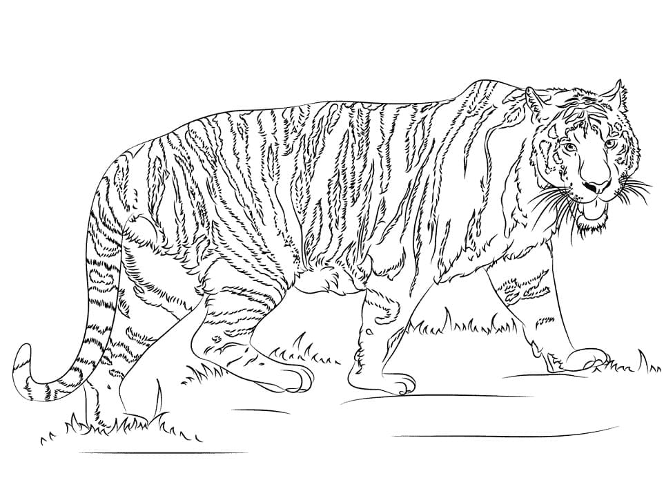 Realistic Tiger coloring page