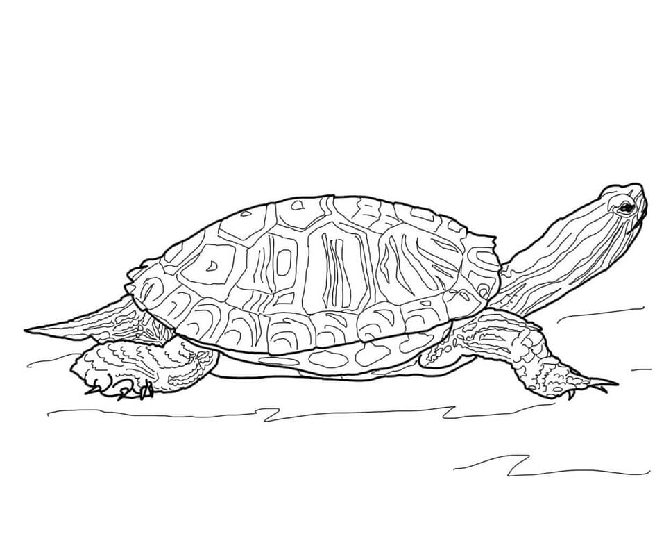 Red Eared Slider Turtle Coloring Game Red Eared Slider Turtle