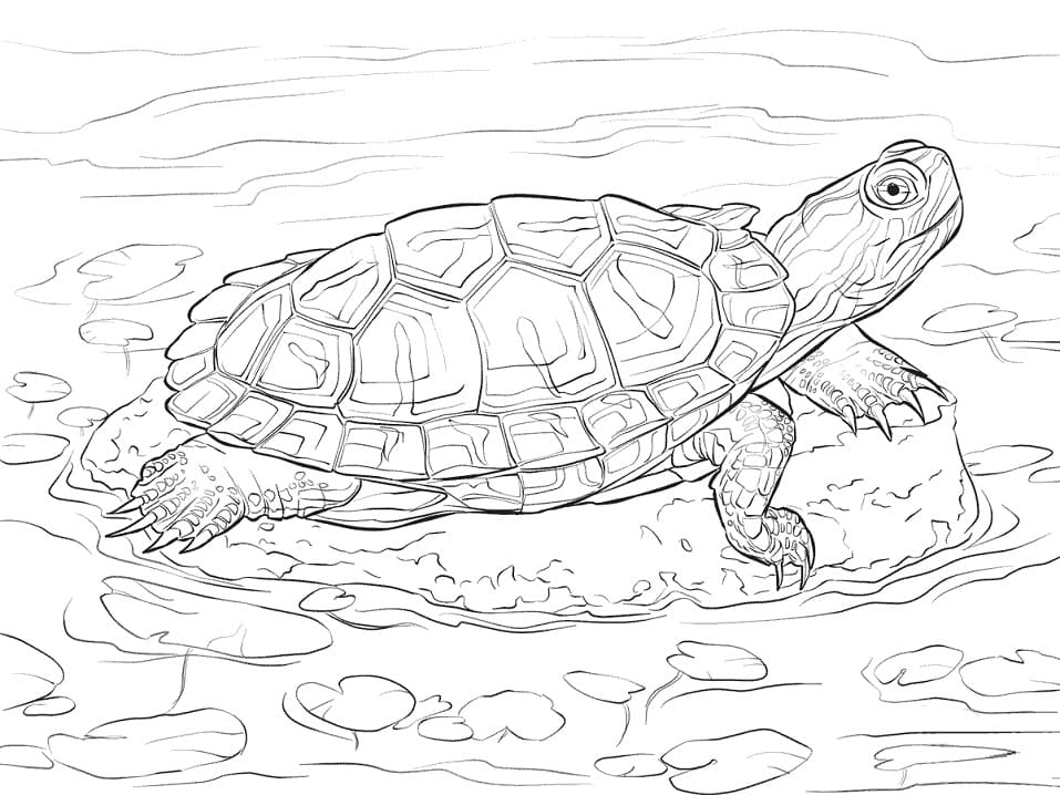 Red Eared Slider Coloring Game Red Eared Slider
