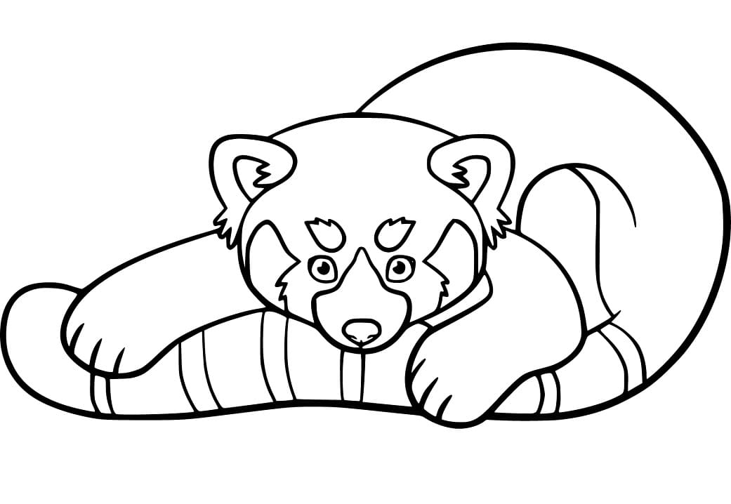 Red Panda 6