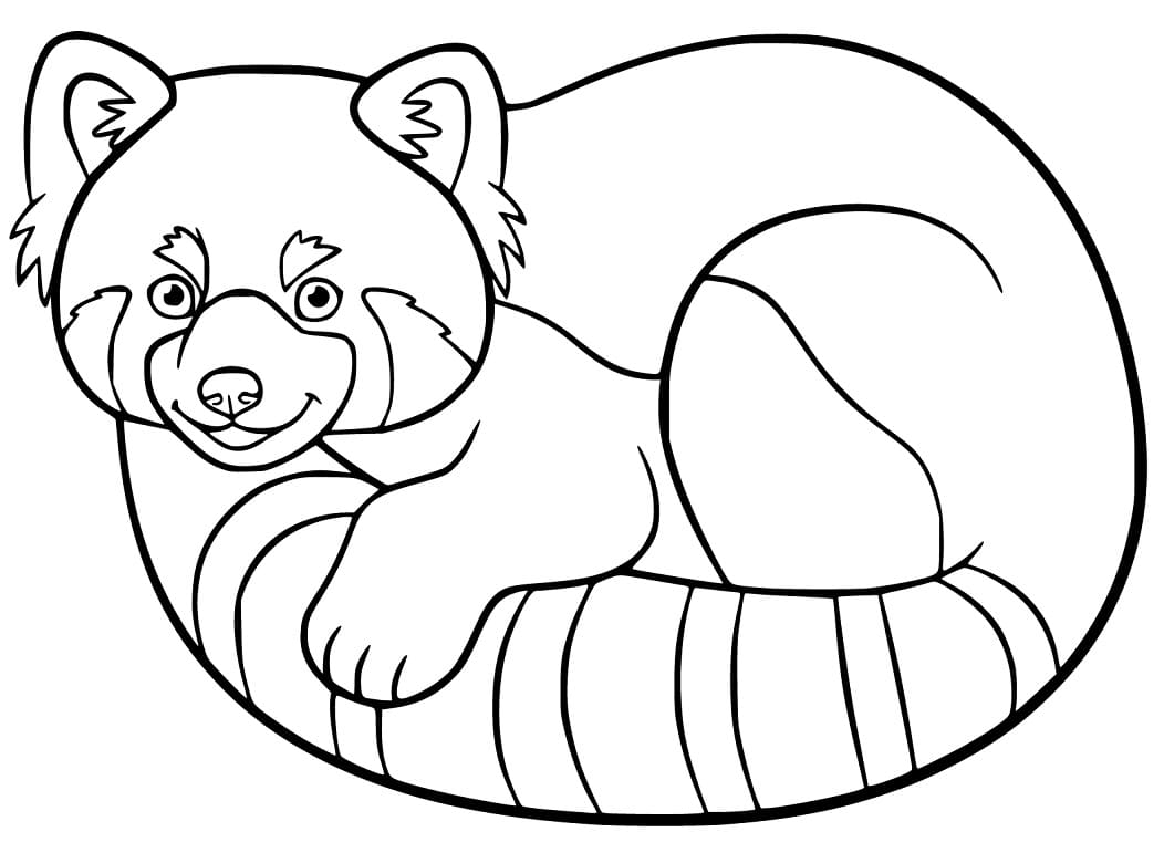Red Panda 8
