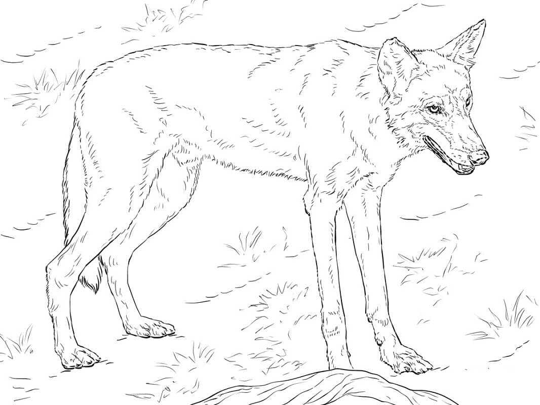 Red Wolf Coloring Game Red Wolf