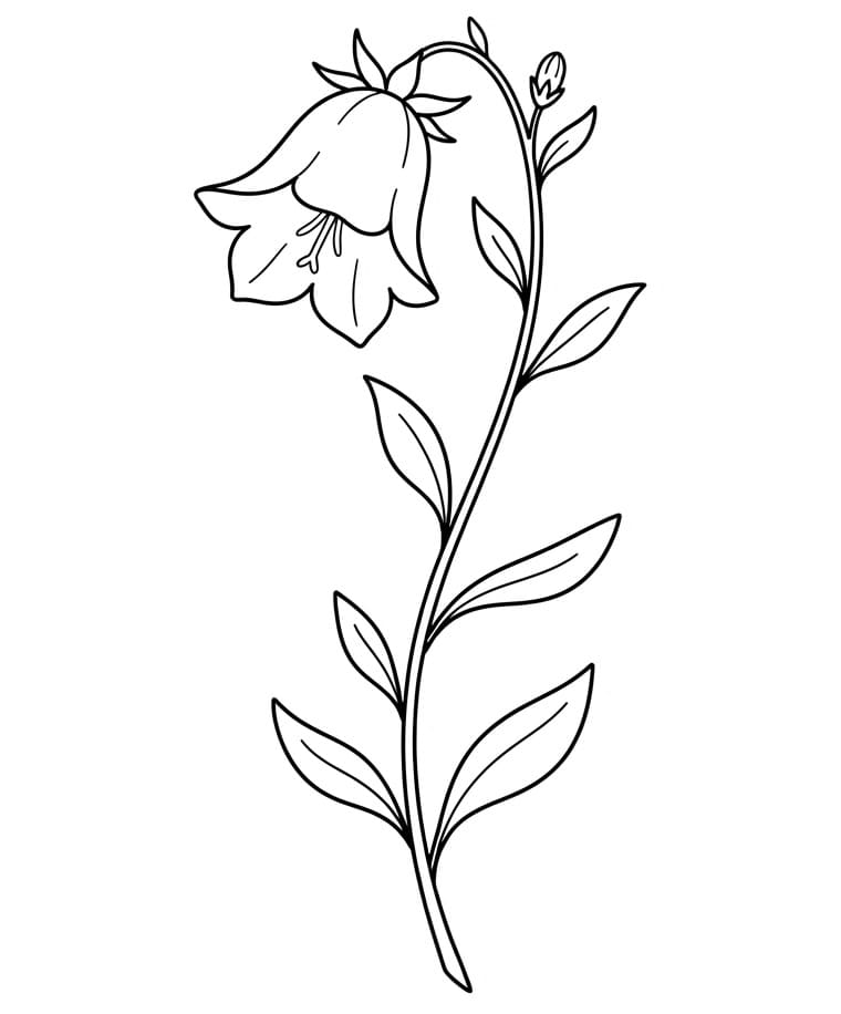 Bellflower