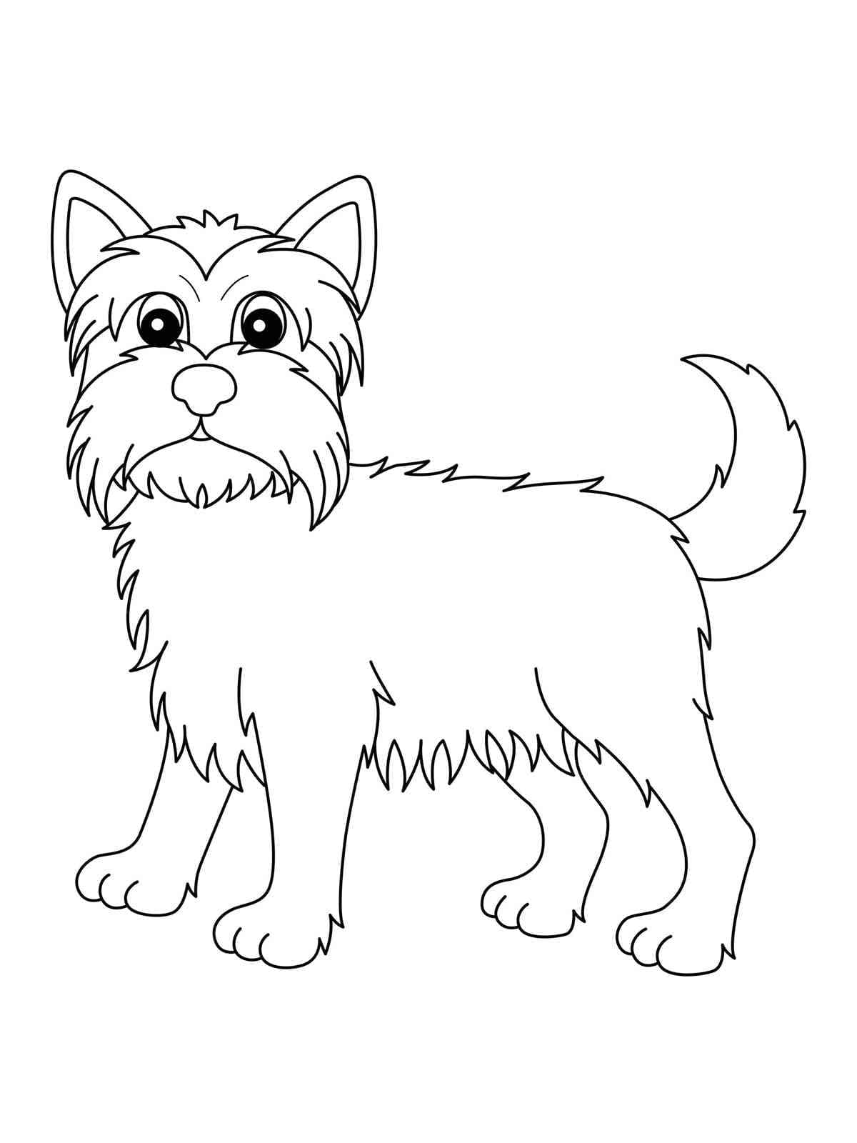 Regular Yorkie