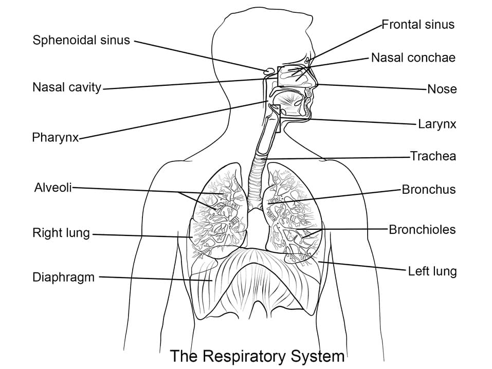 Respiratory System Coloring Game Respiratory System