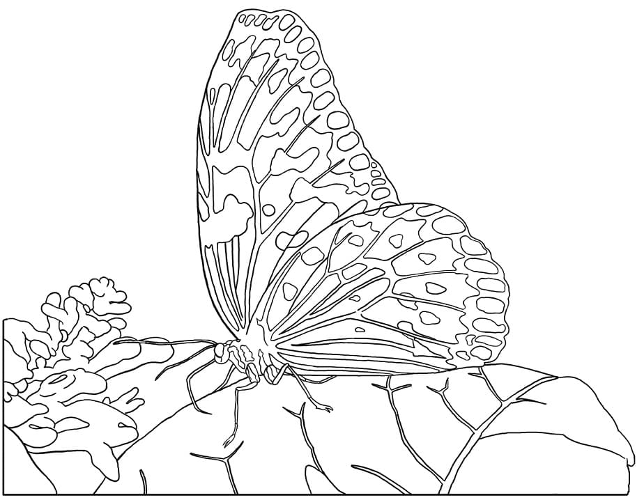 Rice Paper Butterfly Coloring Game Rice Paper Butterfly