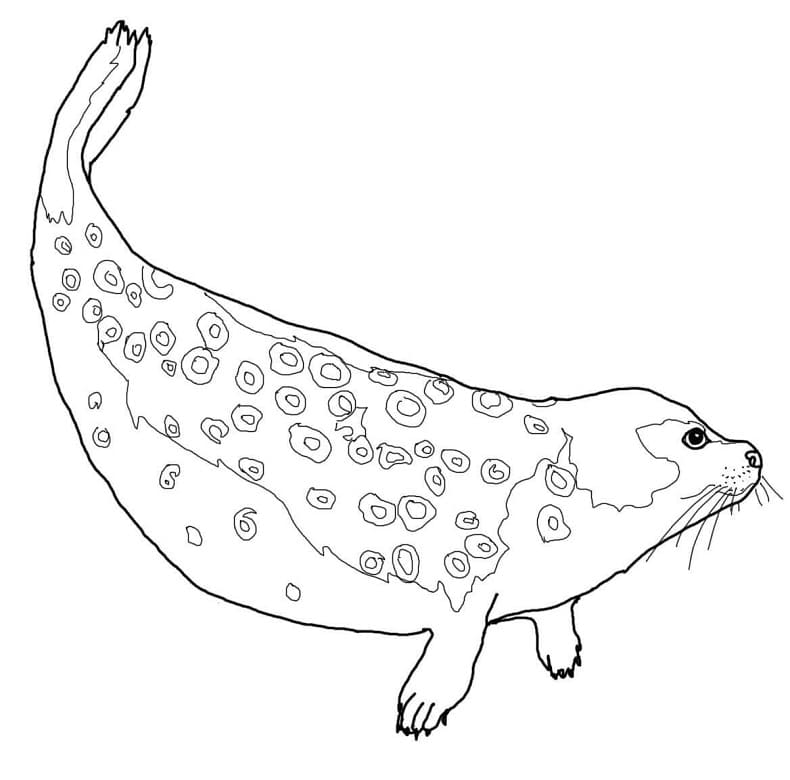 Ringed Seal