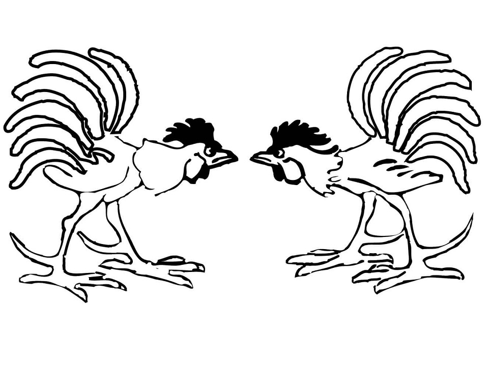 Rooster Fight