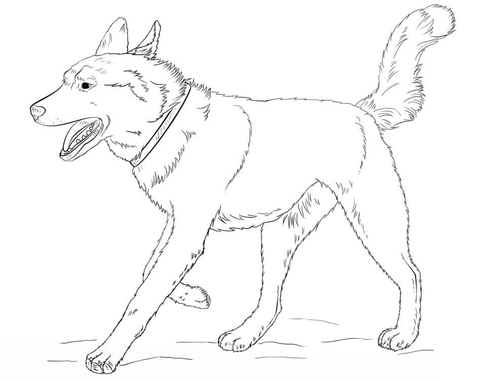 Running Siberian Husky Coloring Game Running Siberian Husky