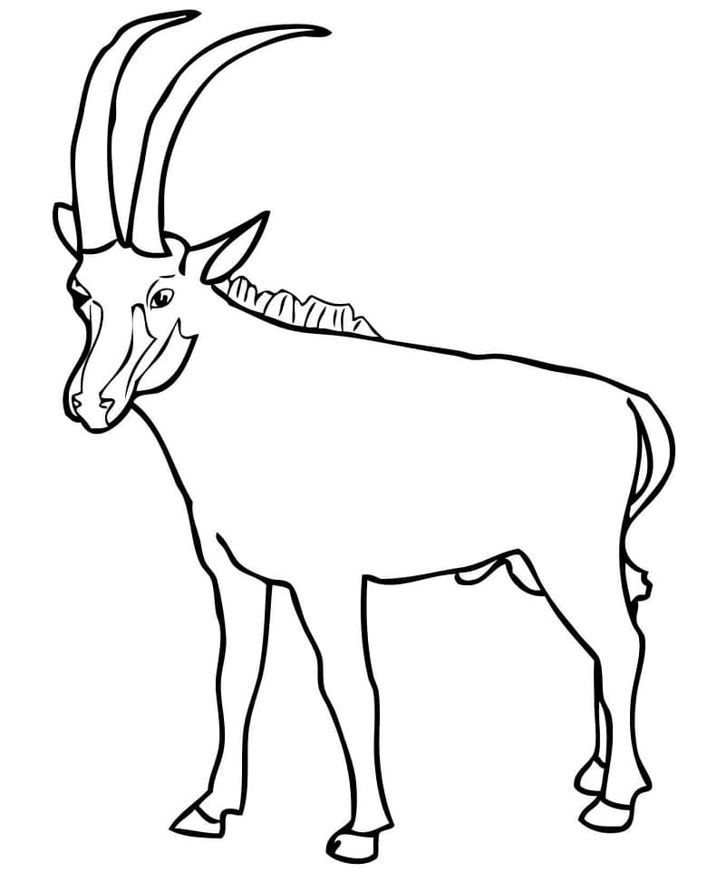 Sable Antelope