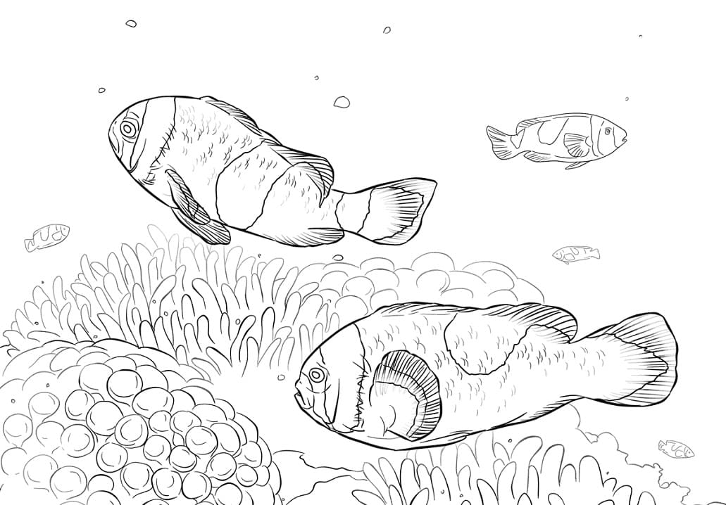 Saddleback Clownfishes Coloring Game Saddleback Clownfishes
