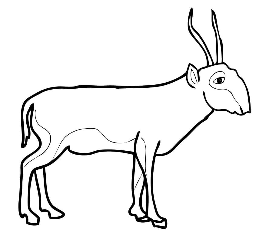 Saiga Antelope