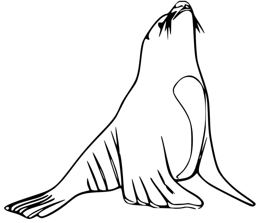 Sea Lion 1 Coloring Game Sea Lion 1