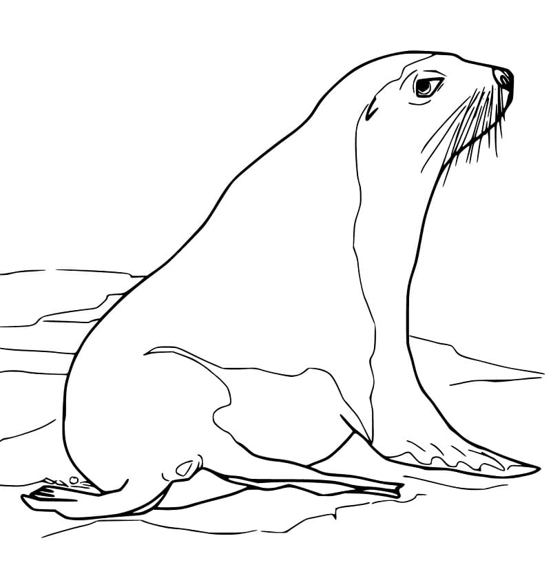 Sea Lion 4 Coloring Game Sea Lion 4