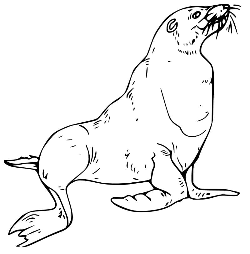 Sea Lion 5 Coloring Game Sea Lion 5