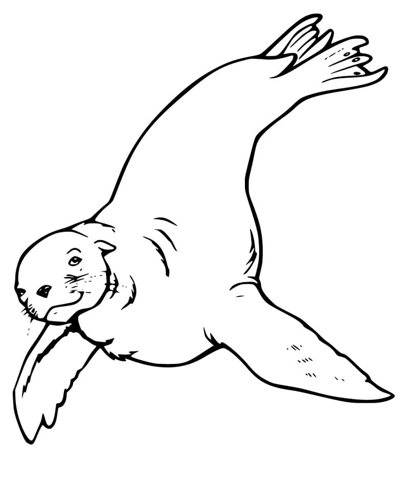 Sea Lion Printable Coloring Game Sea Lion Printable