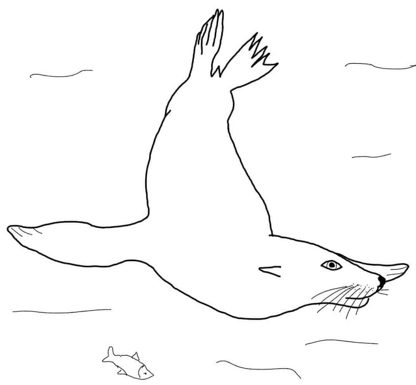 Sea Lion Swimming Coloring Game Sea Lion Swimming