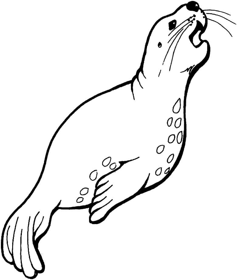 Sea Lion Swims Coloring Game Sea Lion Swims