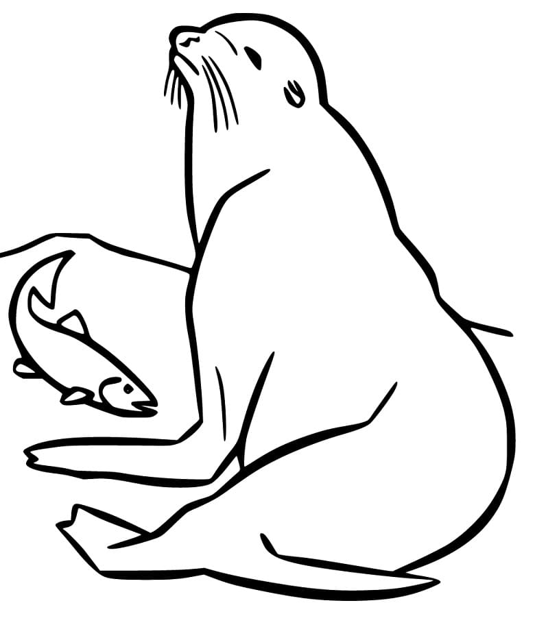Sea Lion and a Fish Coloring Game Sea Lion and a Fish