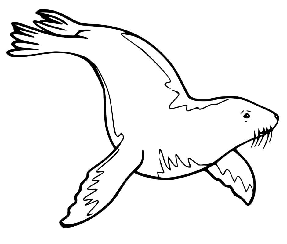 Sea Lion is Swimming Coloring Game Sea Lion is Swimming